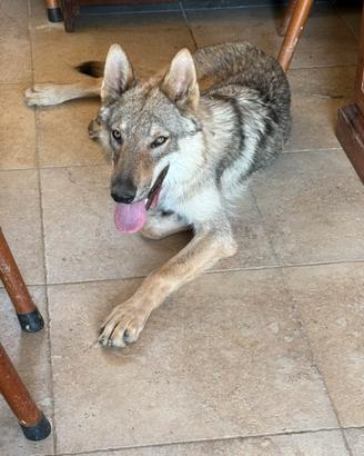 Cane lupo cecoslovacco