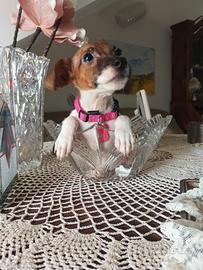 Jack Russell cucciola zampa corta