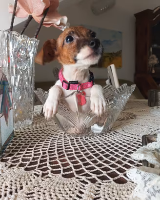 Jack Russell cucciola zampa corta