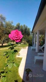 Referenziata CASA VACANZE PESCHICI PUGLIA GARGANO