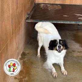 OTIS dal musetto simpatico