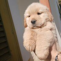 Golden retrievr americani