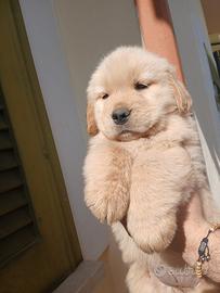 Golden retrievr americani