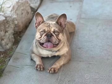 Bulldog francese