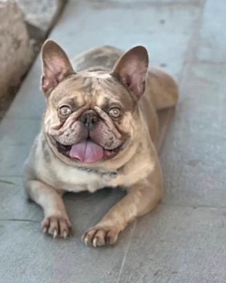 Bulldog francese