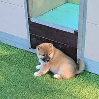Shiba inu maestosi