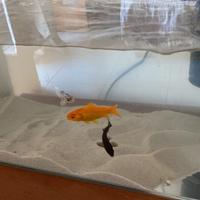 Acquario pesci / tartarughe