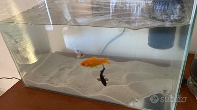 Acquario pesci / tartarughe