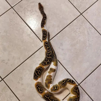 Pitone Molurus Tigerpython