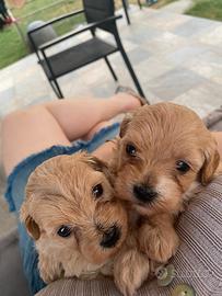 Cuccioli di maltipoo