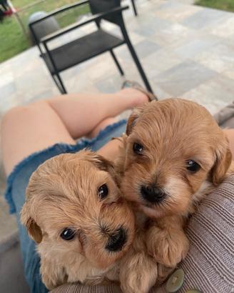 Cuccioli di maltipoo