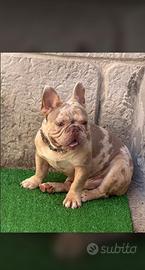 Bulldog francese