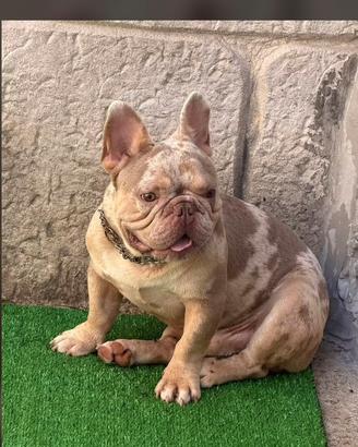 Bulldog francese