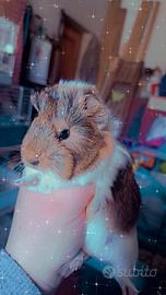 Porcellino d'india pelo lungo