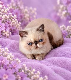 cucciola Exotic Shorthair 