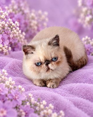 cucciola Exotic Shorthair 