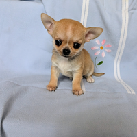 Mini cucciolo di chihuahua, allevamento enci