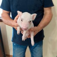 Maialini mini pig