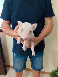 Maialini mini pig