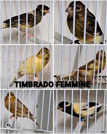 Canarine femmine timbrado spagnolo