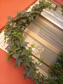 Pianta di edera rampicante