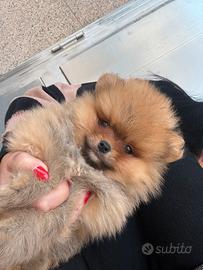 Spitz fulvo pomeriana