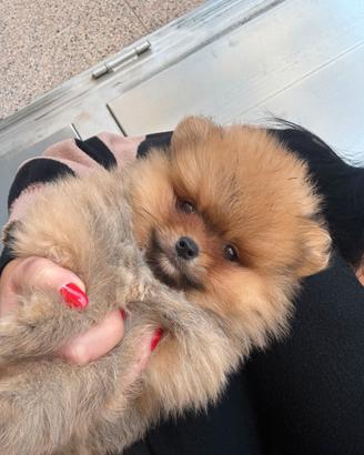 Spitz fulvo pomeriana