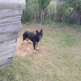 Cucciolone pastore tedesco