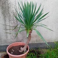 YUCCA GLORIOSA