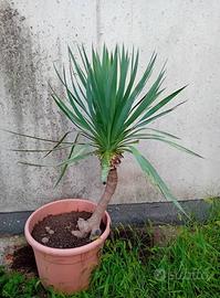 YUCCA GLORIOSA