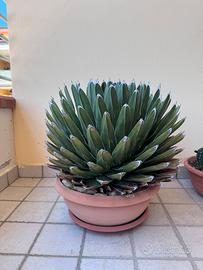 Agave victoriae reginae (pianta grassa)
