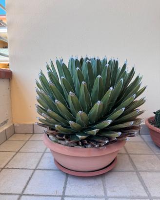 Agave victoriae reginae (pianta grassa)