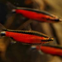 Nannostomu sp. Cenepa " RARITA' "