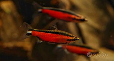 Nannostomu sp. Cenepa " RARITA' "