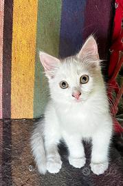 Gattino simil Siberiani maschio