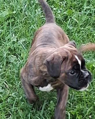 Boxer cuccioli