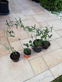 piantine di passiflora 