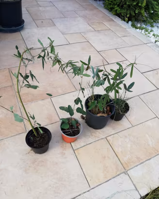 piantine di passiflora 