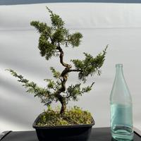 Bonsai ginepro hitoigawa