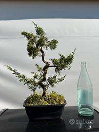 Bonsai ginepro hitoigawa