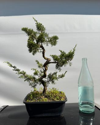 Bonsai ginepro hitoigawa
