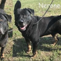 Nerone, cagnolone dallo sguardo rassegnato