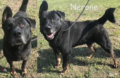 Nerone, cagnolone dallo sguardo rassegnato
