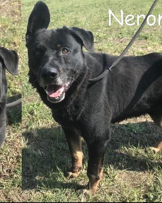 Nerone, cagnolone dallo sguardo rassegnato