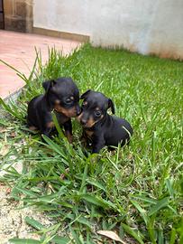 Cuccioli pinscher