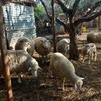 Piccolo gregge di pecore francesi