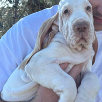 Cucciolo bracco italiano