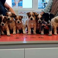 Australian cattle dog