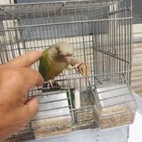 Pappagallo Pyrrura Molinae