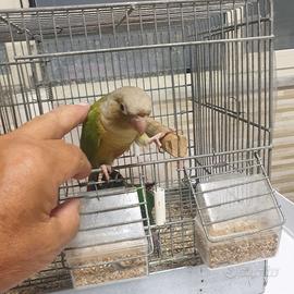 Pappagallo Pyrrura Molinae